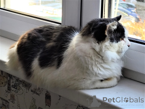 Photo №3. Give the cat a home!. Belarus