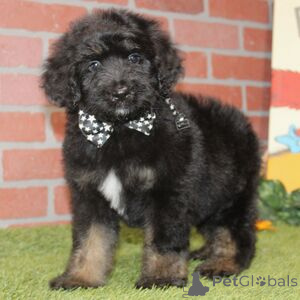 Photo №1. australian shepherd - for sale in the city of Augustusburg | 329$ | Announcement № 151425