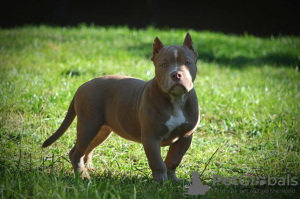 Additional photos: American bully puppies