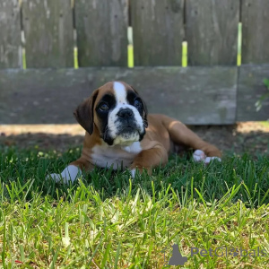 Photo №2 to announcement № 174968 for the sale of boxer - buy in Germany private announcement