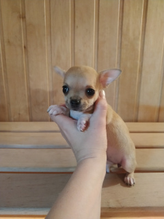 Additional photos: Chihuahua girl