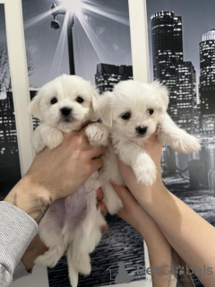 Photo №2 to announcement № 91125 for the sale of maltese dog - buy in Serbia 