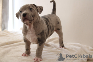 Photo №4. I will sell american bully in the city of Paris. breeder - price - 5283$