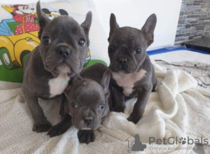 Photo №1. non-pedigree dogs - for sale in the city of Shumen | 1585$ | Announcement № 42019