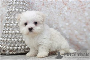 Photo №1. maltese dog - for sale in the city of Берлингероде | negotiated | Announcement № 115856