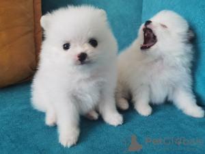 Photo №3. pomeranian puppies. Georgia