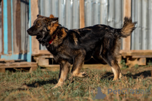 Photo №2 to announcement № 8304 for the sale of non-pedigree dogs - buy in Russian Federation from the shelter