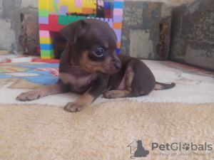 Additional photos: Russian toy terrier puppies