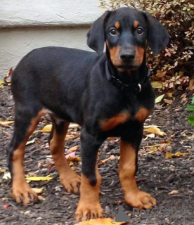 Photo №2 to announcement № 44032 for the sale of dobermann - buy in Austria 