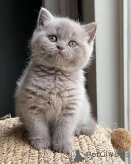 Photo №2 to announcement № 155690 for the sale of british shorthair - buy in Norway private announcement