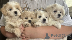 Photo №1. maltipu - for sale in the city of Hessisch Oldendorf | 847$ | Announcement № 150163