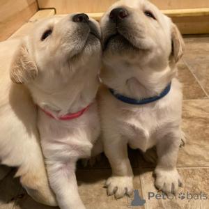 Photo №3. Labrador Retriever Puppy. Germany