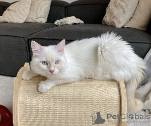 Photo №2 to announcement № 101797 for the sale of ragdoll - buy in Germany private announcement, breeder