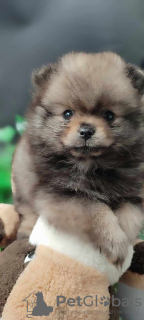 Additional photos: Beautiful Pomeranian puppies