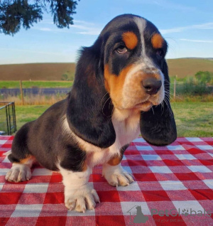 Photo №1. basset hound - for sale in the city of Drama | 317$ | Announcement № 114383