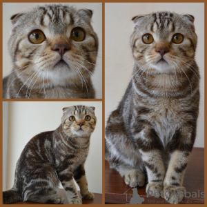 Photo №1. scottish fold - for sale in the city of Москва | 450$ | Announcement № 25258