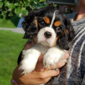 Photo №1. cavalier king charles spaniel - for sale in the city of Katunayake | 845$ | Announcement № 111733