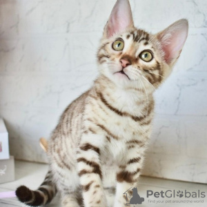 Photo №2 to announcement № 124349 for the sale of bengal cat - buy in United Kingdom 