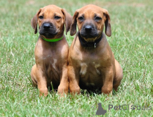 Photo №1. rhodesian ridgeback - for sale in the city of Prague | negotiated | Announcement № 167455