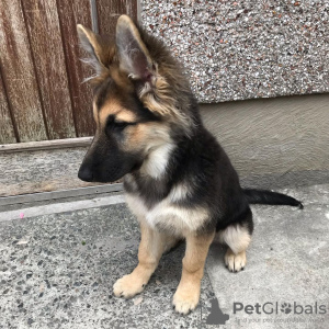 Photo №1. german shepherd - for sale in the city of Budapest | 317$ | Announcement № 78813