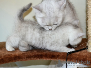 Additional photos: Vaccinated Snow white British shorthair kittens available now for sale