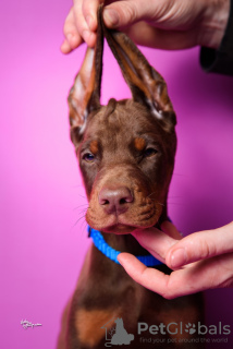 Additional photos: Doberman puppies for sale