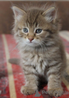 Photo №3. Ceylon Cat. Germany