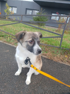 Photo №2 to announcement № 157818 for the sale of non-pedigree dogs - buy in Russian Federation private announcement