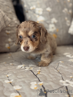 Photo №2 to announcement № 176444 for the sale of dachshund - buy in Germany breeder