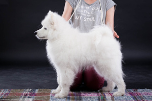 Photo №1. samoyed dog - for sale in the city of Chelyabinsk | 732$ | Announcement № 2988