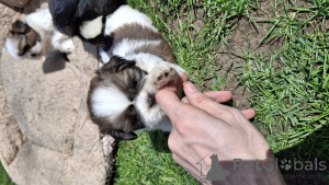 Photo №4. I will sell lhasa apso, pekingese, shih tzu in the city of Riga. private announcement, from nursery, breeder - price - 565$