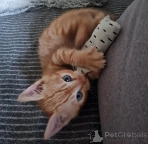 Photo №4. I will sell toyger in the city of Enontekiö. private announcement, breeder - price - Is free