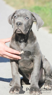 Photo №1. cane corso - for sale in the city of Vršac | negotiated | Announcement № 75320