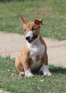 Additional photos: Mini Bull Terrier puppies