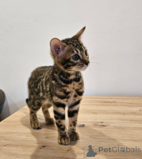 Photo №2 to announcement № 157508 for the sale of bengal cat - buy in Germany private announcement