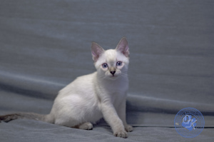 Photo №2 to announcement № 5548 for the sale of thai cat - buy in Russian Federation from nursery, breeder