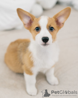 Photo №1. welsh corgi - for sale in the city of Vantaa | 370$ | Announcement № 121011