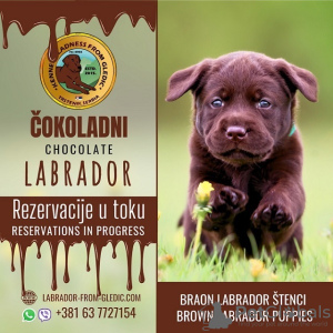 Photo №1. labrador retriever - for sale in the city of Trstenik | negotiated | Announcement № 78046