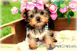 Photo №1. yorkshire terrier - for sale in the city of City of London | Is free | Announcement № 144461