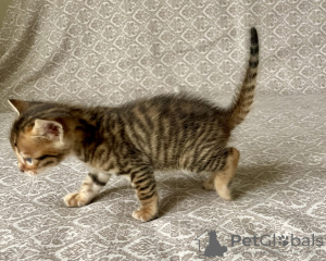 Photo №3. Bengal and Toyger kittens. Russian Federation