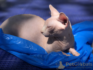 Additional photos: Selling canadian sphynx, bambino
