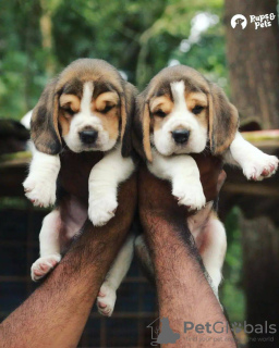 Photo №1. beagle - for sale in the city of Stockholm | 687$ | Announcement № 50273