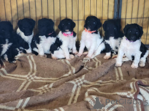 Photo №4. I will sell poodle (royal) in the city of Vresse-sur-Semois. breeder - price - 2272$