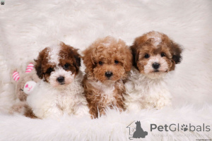 Photo №1. poodle (dwarf) - for sale in the city of Southampton | 565$ | Announcement № 138352