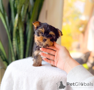 Photo №1. yorkshire terrier - for sale in the city of Magdeburg | negotiated | Announcement № 172895