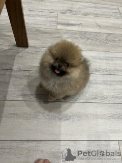 Photo №2 to announcement № 108957 for the sale of pomeranian - buy in Serbia 