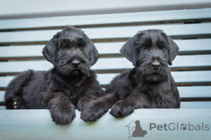 Photo №1. giant schnauzer - for sale in the city of John O 'Groats | negotiated | Announcement № 173102
