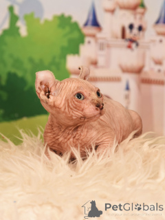 Photo №2 to announcement № 62365 for the sale of elf - buy in Israel from nursery