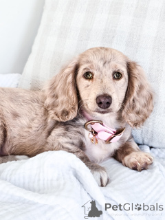 Photo №2 to announcement № 151270 for the sale of dachshund - buy in Germany breeder