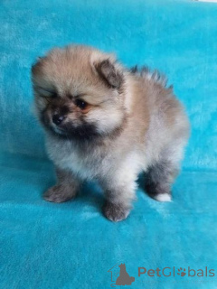 Photo №1. pomeranian - for sale in the city of Bregenz | negotiated | Announcement № 167589